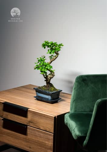 Bonsai Baum mit Keramik Blumentopf - Ligustrum - ca. 8 Jahre (25-35 cm Höhe, ca. 8 Jahre, Ligustrum P15 S) - Image 4