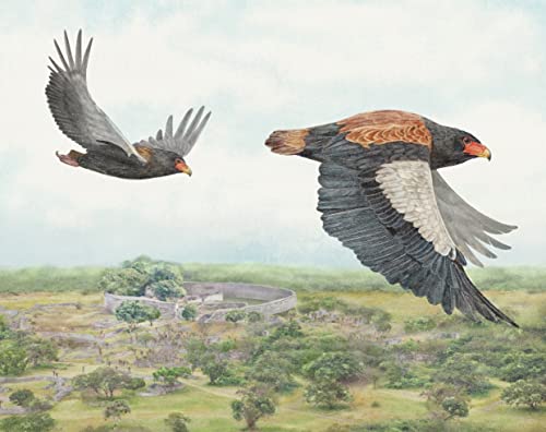 Il Giro Del Mondo In 80 Uccelli. Ediz. A Colori - 5