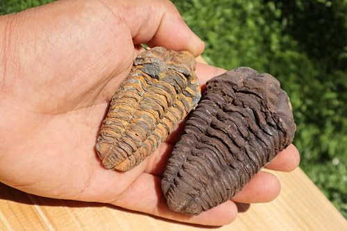 Image of 2PCS Calymene Trilobites Flexicalymene Ordovician Fossil Trilobites Fossil for Kids A10
