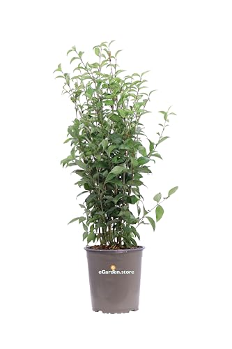 Pianta di Ligustro Giapponese Pianta di Ligustrum Japonicum pianta da esterno cespuglio di Ligustro pianta ornamentale di Ligustro pianta da siepe pianta vera venduta da eGarden.store (Vaso 17 cm)