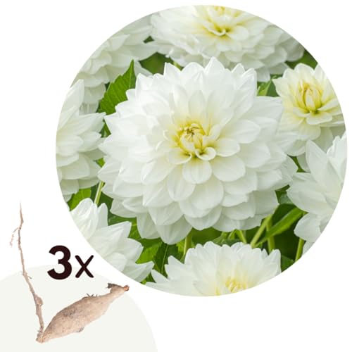 Plant in a Box - Dahlia 'White Perfection' - juego de 3 - flores de verano - tubérculos de dalia - flores de jardín - Blanco