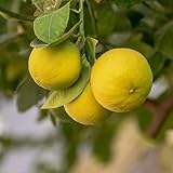 venchunio