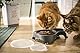 Rotho MyPet Sally Doppel Futternapf mit Deckel, Kunststoff (PP) BPA-frei, anthrazit, 1l + 0.28l (32.0 x 23.7 x 7.0 cm)