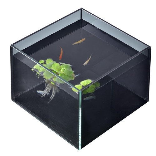 ガラス水槽 Amazon | 60cmガラス水槽 角型 スズキ(サイズ：60x30x36cm