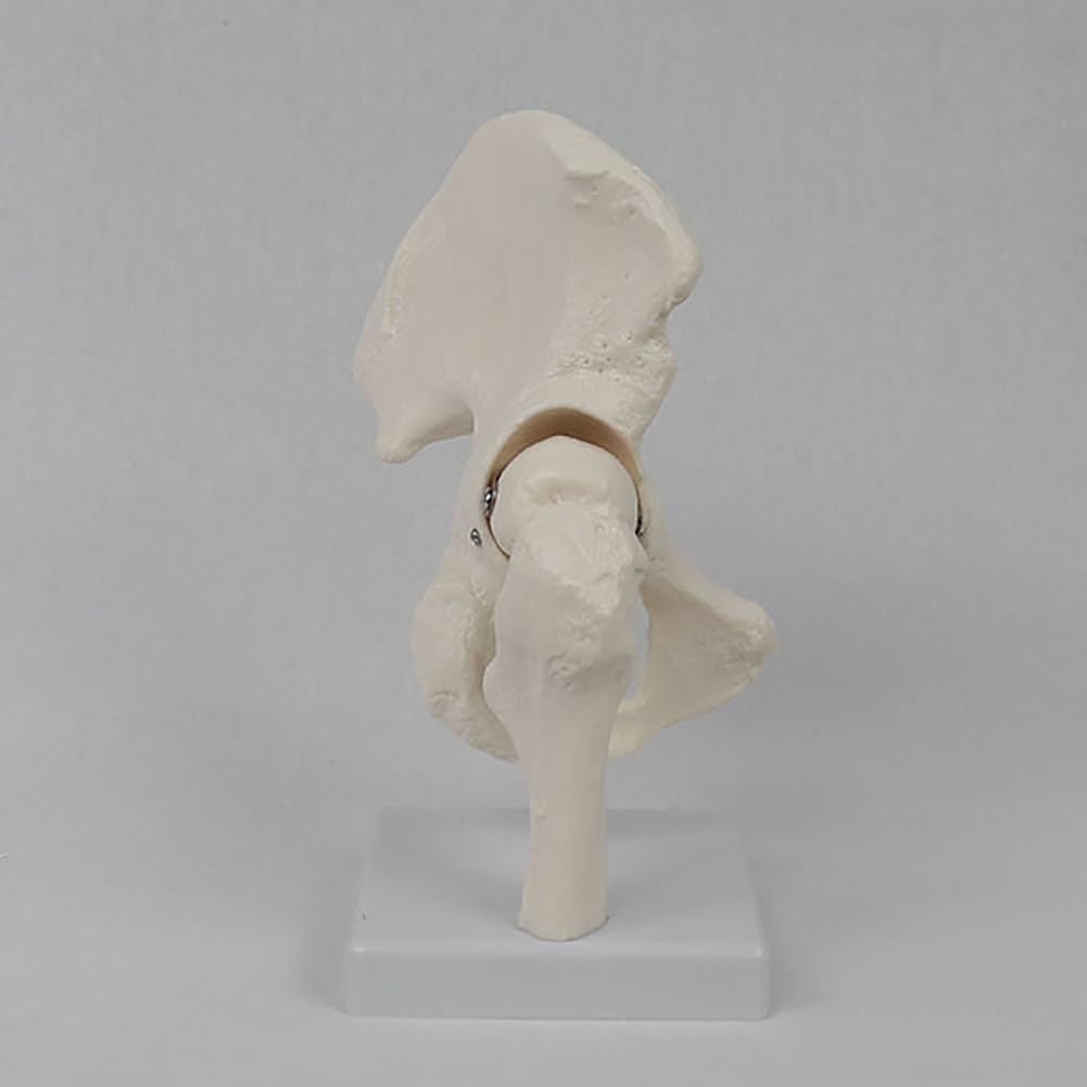 Menschliches Gelenkmodell, Schultergelenk/Fußknochengelenk/Hüftgelenk/Handknochengelenk/Ellenbogengelenk, lebensgroß(Hip Joint)