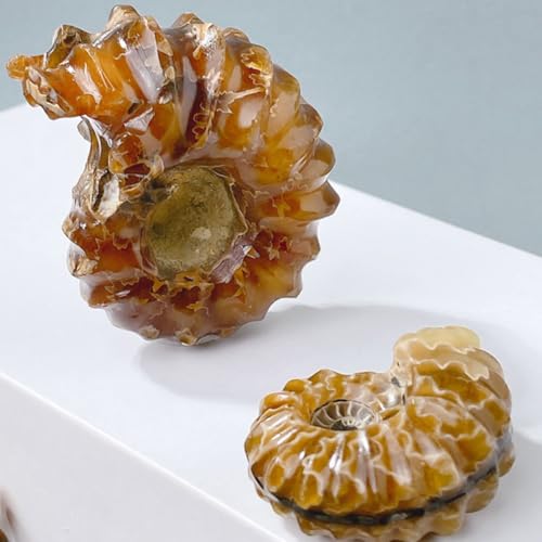 Cristal en forma de concha Operitacx adorno de mesa elegante 6