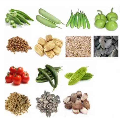 GROW-N-KNOW F-1 Hybrid Vegetables Seeds -, Bhindi (Okra/Lady Finger), Bottle Gourd (Ghiya), Brinjal Long Green, Round Gourd (Tinde), Tomato Red, Sponge Gourd (Tori), Bitter Gourd (Karela) Seed-image-46