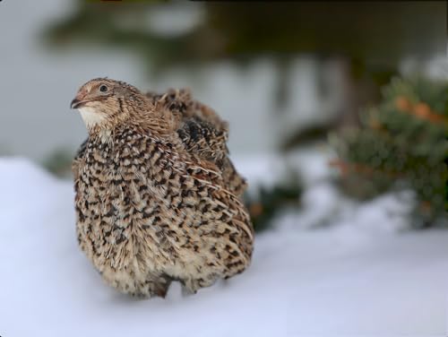 Daily Bread Homestead Jumbo Coturnix Quail Hatching Fertile Eggs – 12 + Jumbo – Quail Eggs