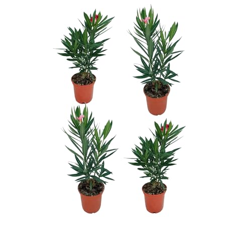 Pack 4 Adelfa Plantas Naturales Ideales para el Exterior
