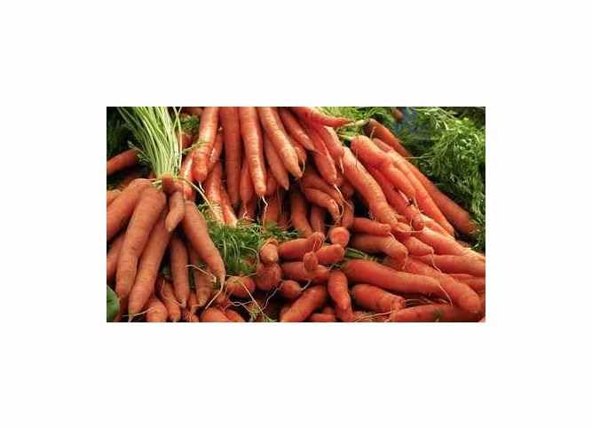 Pcs - 25x Carotte Sugarsnax 54 F1- Carotte Légumes Graines Jardin KS479 - Seeds & Plants Shop by Ipsa