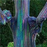Ngryise 3000Pcs A Set Eucalyptus deglupta Tree - (Color: 8)