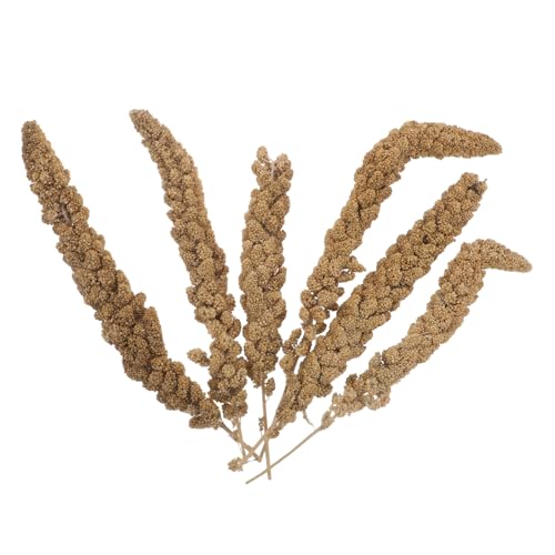 Toyvian Friandises au Millet Séché pour Perruches et Perroquets Épis de Millet 500 G Coque Naturelle Alimentation Saine et Stimulante pour Calopsittes Pinsons et Petits Oiseaux