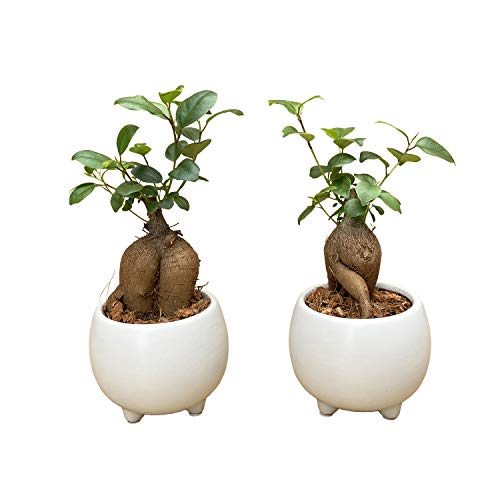 Ԃ̃Mtg KW}A 2Zbg K̖ KW} j ~jϗtA