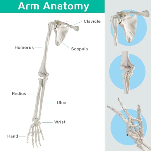 Image of Human Upper Limb Skeleton Anatomical Model, Life Size Human Arm Skeleton Model with Movable Shoulder and Hand Joints Clavicle and Scapula for Medical Science Education Study or Teaching