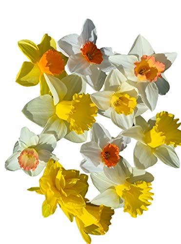 Mixed Large Cup Daffodils- 50 Perennial Daffodil Bulbs - Assorted Colors Narcissus