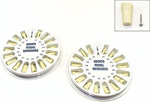 Dental Typodont Ivorine superior e inferior reemplazo dientes pediátricos para el modelo 760