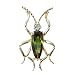 Navachi 18k Gold Plated Green Zircon Crystal Bug Az7461b Brooch pin