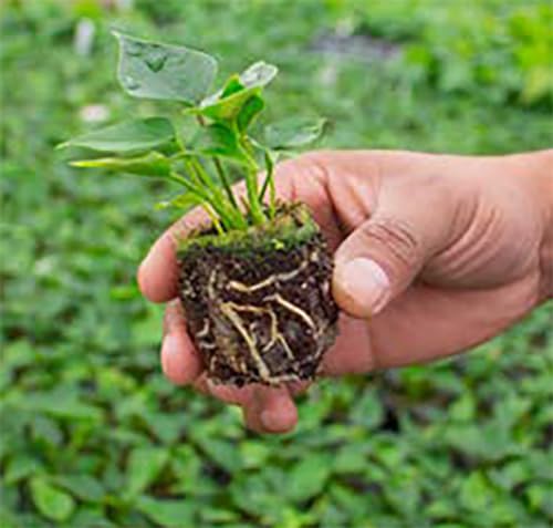 Kokostec Favorita Substrato Pó de Coco | 50 Litros