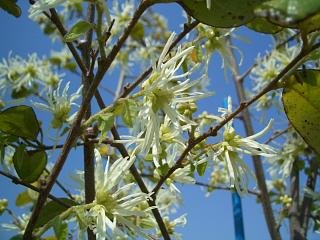 Amazon | 白花トキワマンサク 生垣用 苗 庭木 常緑樹 生垣 目隠し 低木