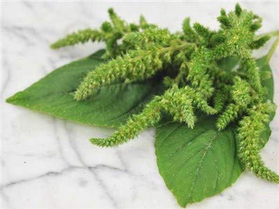Creative Farmer Vegetable Seeds Thandu Keerai Seeds - Amaranthus(Green) Seeds Herb Seeds Office Garden Seeds Home Garden Seeds (B07N4DDM3Z) Amazon Price History, Amazon Price Tracker