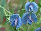 7 BLUE KING TUT SWEET PEA Lathyrys Satuvys Flower Vine Seeds