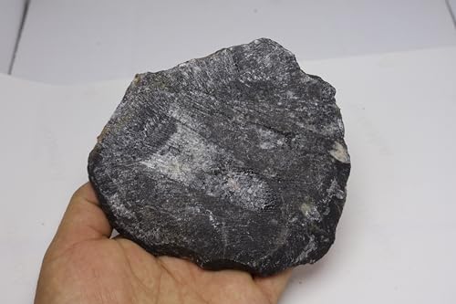 Image of Natural Orthoceras Fossil from Devonian Period Fossil from Morocco A313