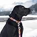 RC Pets 1 Inch Adjustable Dog Clip Collar, Large, Trendy Mehndi