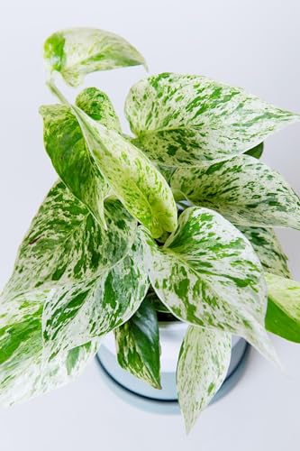 RedCrocus 'Snow Queen' Pothos - Variegated Indoor Houseplant, Heart-Shaped Leaves,