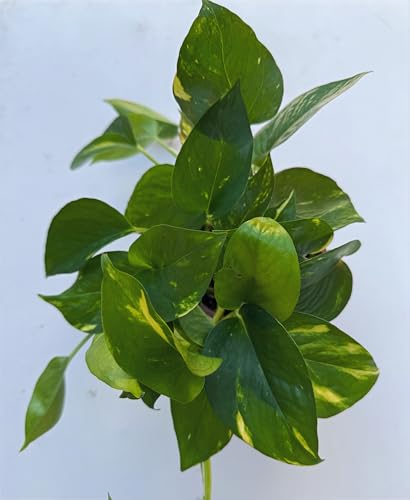 Devil's Ivy - Epipremnum aureum -Golden Pothos |Hunters Robe -Pot Size 12cm