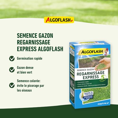 Algoflash Seme Prato Guardnissage Express 5 Giorni, 1 Kg, SEMEX1, Blu - 2