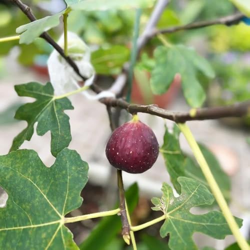 semillas de higuera resistentes para balcones, organicas semillas de lecho elevado columnar jardín rocas 60pcs