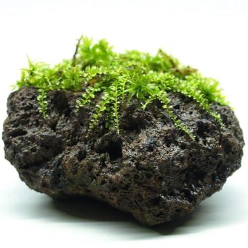 【第56回】ライク・ア・ローリングストーンズ