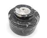Round Carved Black Pill Box / Jewllery Box / Desk Tidy with Ammonoids and Orthoceras Fossils throughout from Paleozoic Period 400million years- Di 8 H 4 Cm by Moroccan Fossils
