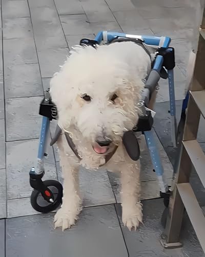Carrito para perros pequeños ajustable: silla de ruedas de soporte completo 2 o 4 ruedas
