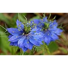 Blue Love in a Mist, Nigella Damascena Flower Seeds,100 Count COOL BEANS N SPROUTS Brand. Home Gardening.
