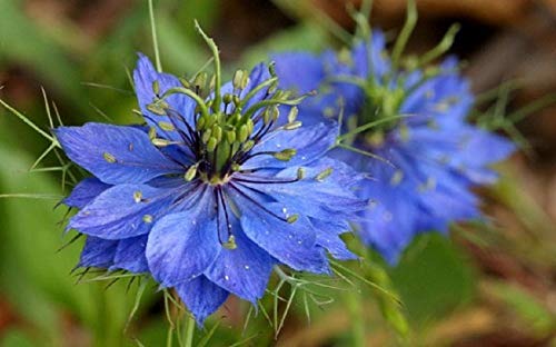 Blue Love in a Mist, Nigella Damascena Flower Seeds,50 Count COOL BEANS N SPROUTS Brand. Home Gardening.
