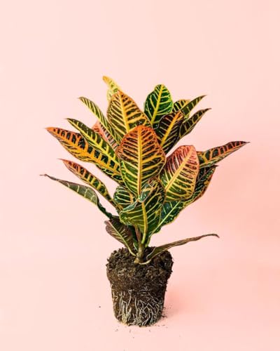 Croton M | Plantas Naturales Interior | Pur Plant