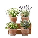 Pack Jardín Aromático Antiinsectos de 4 Plantas DECOALIVE – Geranio Citronela, Albahaca Estrecha, Romero y Lavanda