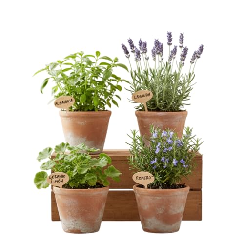 Pack Jardín Aromático Antiinsectos de 4 Plantas DECOALIVE – Geranio Citronela, Albahaca Estrecha, Romero y Lavanda