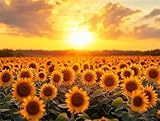 Pintar por Numeros Adultos Atardecer,Pintar por Numeros Girasol,Manualidades Lienzos para Paint by Numbers,DIY Kit con Pinceles Acrílico,Decoración de Pared del Hogar 30x50cm sin Marco E1-1763