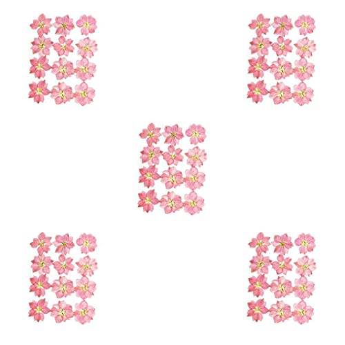 CUDDIKAJI 5 Flores prensadas Decoração Simulação Decoração Festiva Suprimentos Rosa escuro