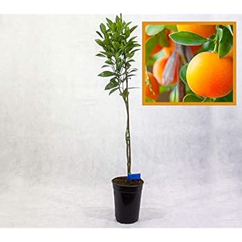 Naranjo, árbol de varios años, aprox. 150-160 cm: Amazon.es: Jardín