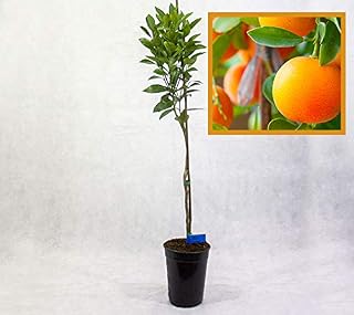 Amazon.es: arboles frutales enanos - Últimos 90 días: Jardín