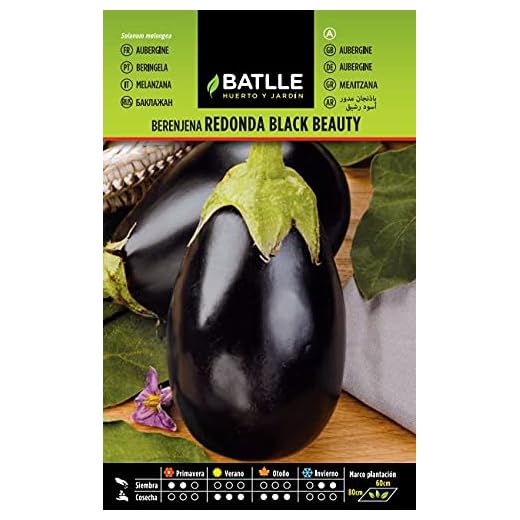 Berenjena REDONDA Black Beauty