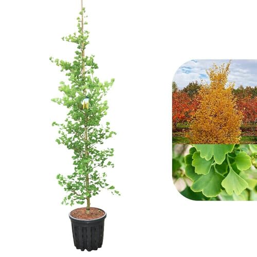 Planta Ginkgo Biloba, vivero, planta de 1 año, 30-40 cm