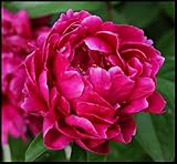 La peonía simboliza la nobleza,la belleza nacional,la dignidad y la elegancia,y tiene un largo período de floración