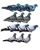 Banded GHG Pro Grade Silhouette Pigeon D...