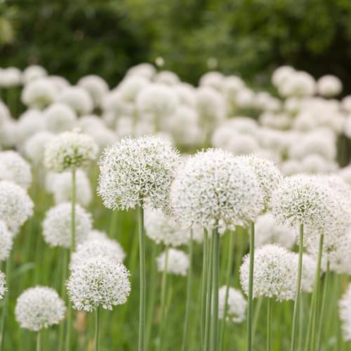 Bulbi di Allium, resistente - Allium giganteum - interno giardino 4pcs