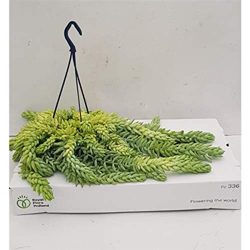 Hanging Basket Burroβs Tail - Sedum Morganianum-Hybrid - Pot 14cm - Trailing Succulent Houseplant - Easy Grow - Donkeyβs Tail, Lambβs Tail, Horses Tail - Indoor Office Gift Plant (1 Plant)