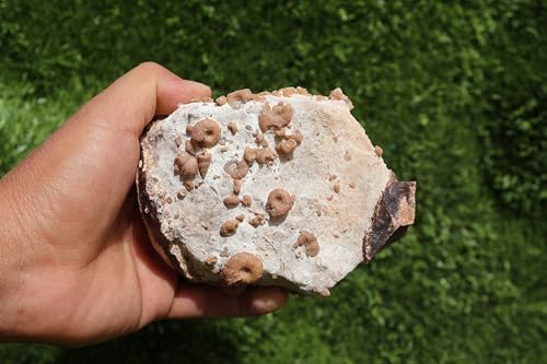 Image of Douvilleiceras & Gastropods Plate Cretaceous Fossils Fossils from Morocco Fossil Rock Ammonites Fossil A202